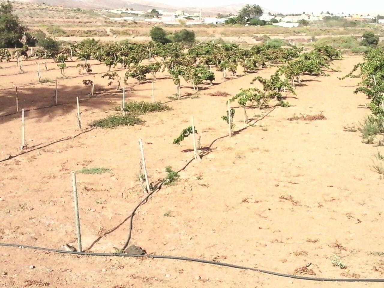 Rural Rugama Villa Puerto del Rosario  Buitenkant foto
